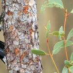 Grey-crowned Babbler (Pomatostomus temporalis)