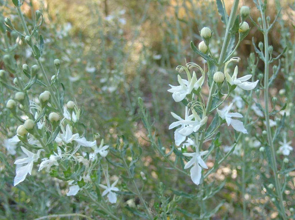 Grey Germander (Teucrium racemosum), Olive Pink Botanic Garden, Alice Springs NT