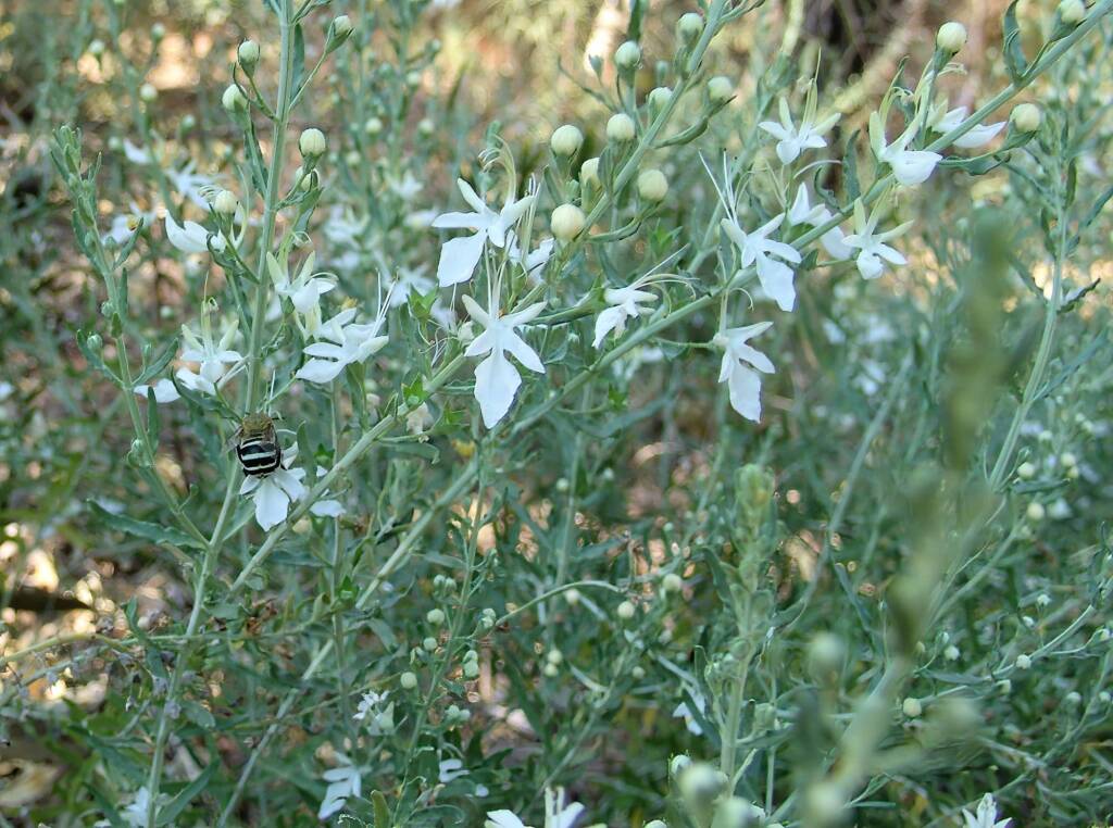 Grey Germander (Teucrium racemosum), Olive Pink Botanic Garden, Alice Springs NT