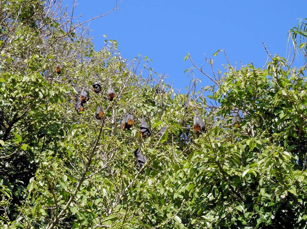 Grey-headed Flying Foxes (Pteropus poliocephalus), Royal Botanic Garden Sydney NSW