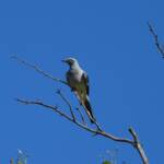 Ground Cuckooshrike (Coracina maxima), Santa Teresa Rd, Alice Springs NT © Dorothy Latimer