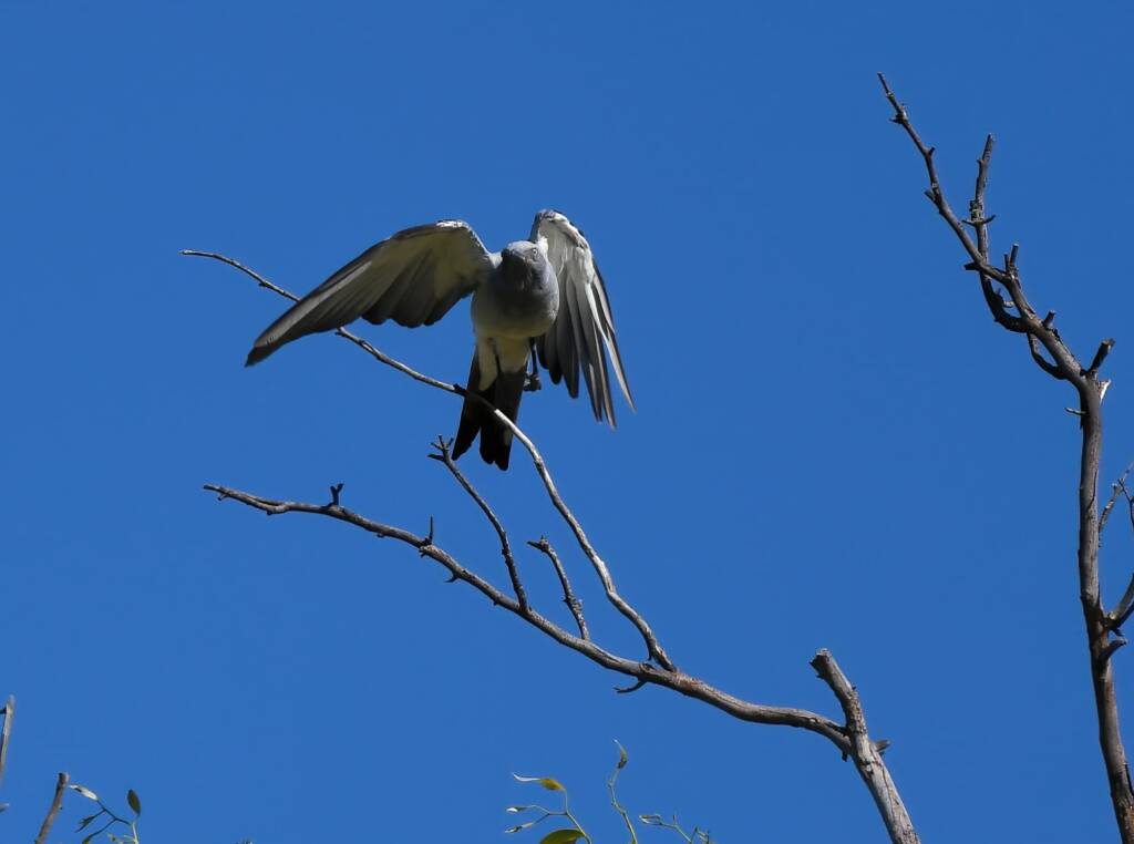Ground Cuckooshrike (Coracina maxima), Santa Teresa Rd, Alice Springs NT © Dorothy Latimer