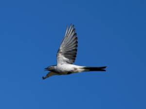Ground Cuckooshrike (Coracina maxima), Santa Teresa Rd, Alice Springs NT © Dorothy Latimer