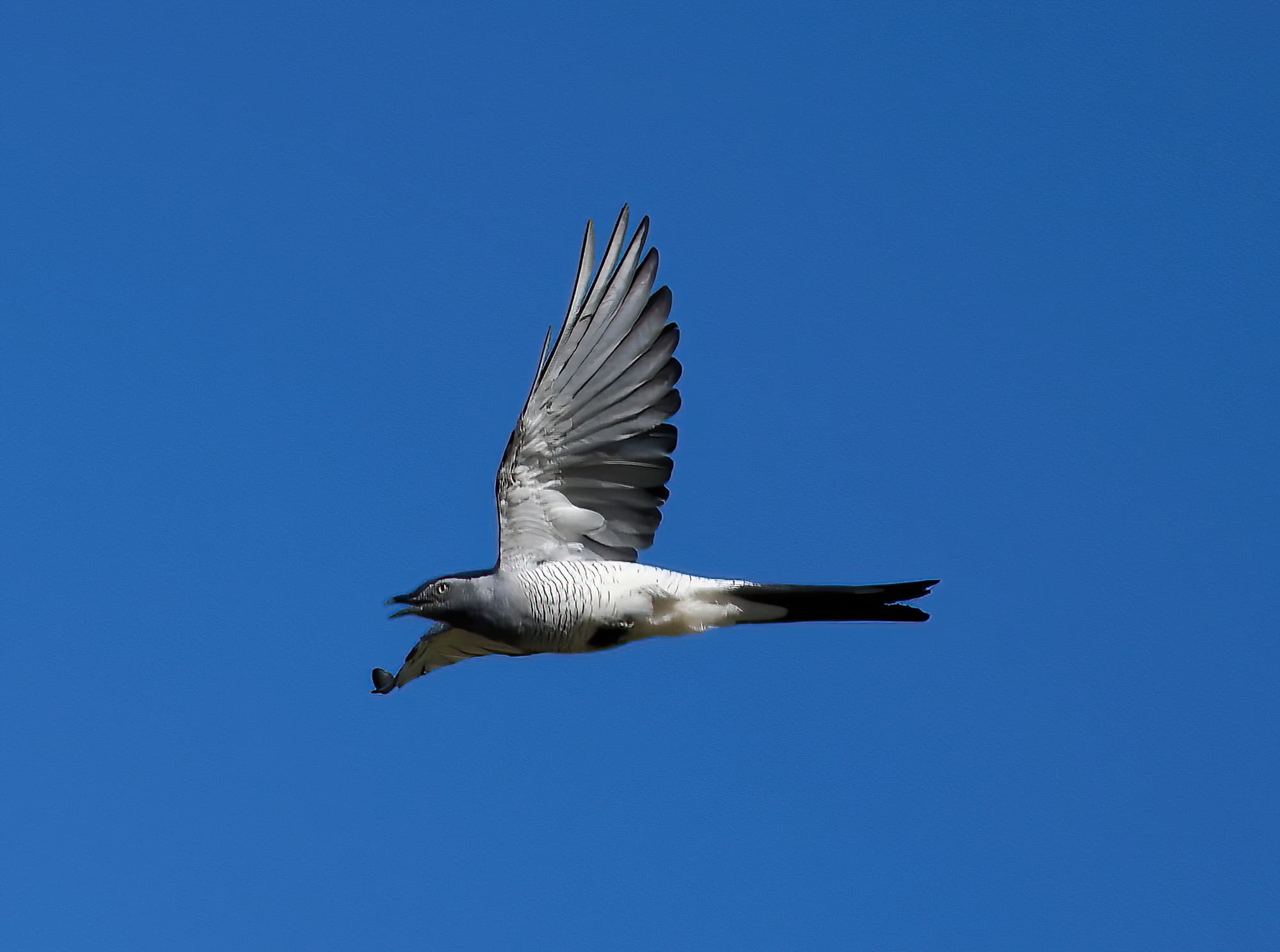 Ground Cuckooshrike (Coracina maxima), Santa Teresa Rd, Alice Springs NT © Dorothy Latimer
