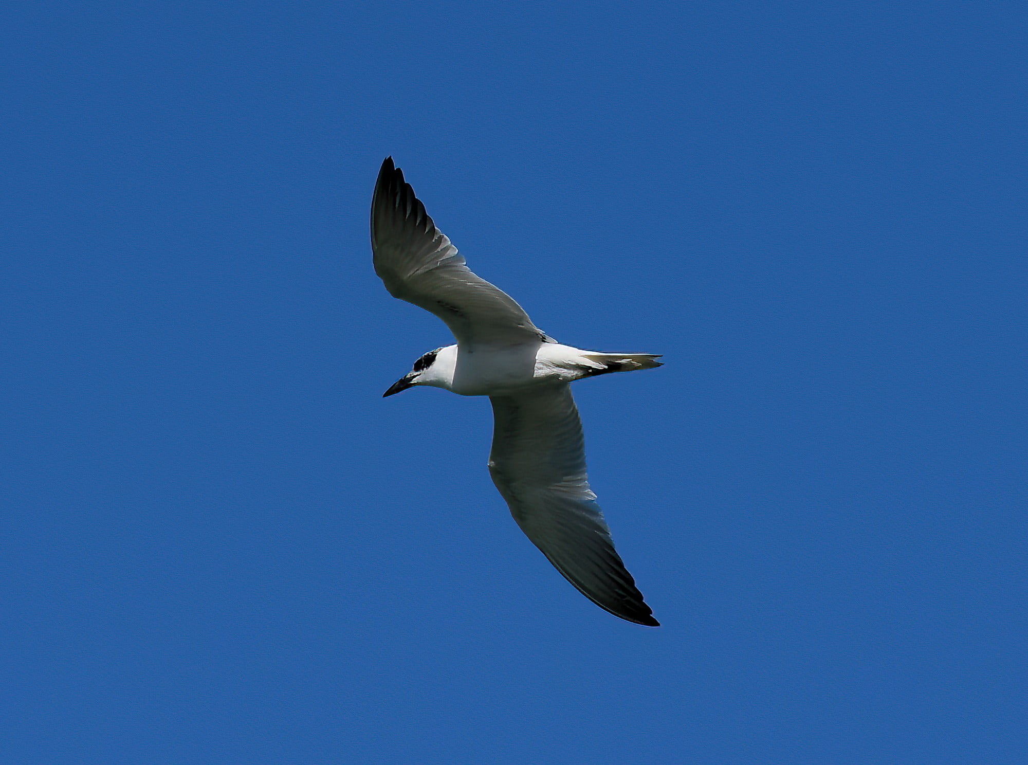 Gull-billed Tern (Gelochelidon nilotica), Alice Springs Sewage Ponds © Dorothy Latimer