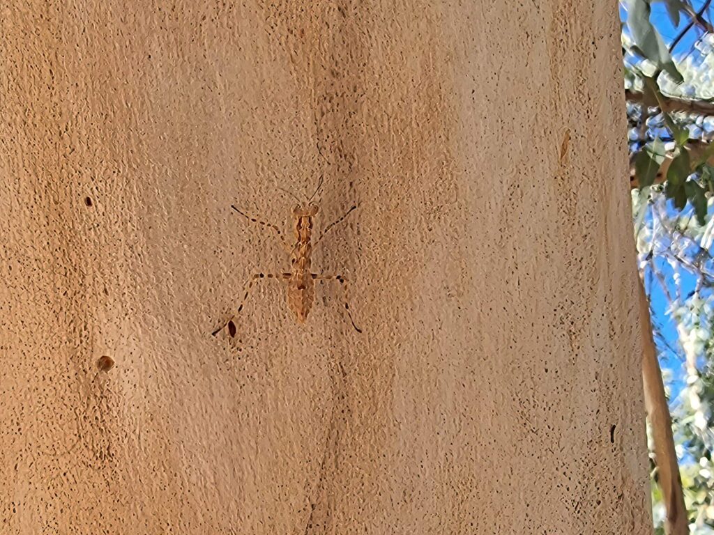 Gyromantis sp, Alice Springs Desert Park NT