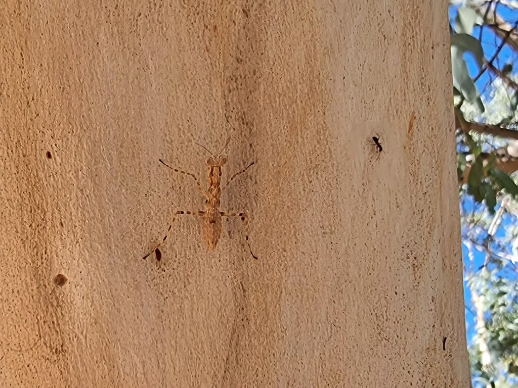 Gyromantis sp, Alice Springs Desert Park NT