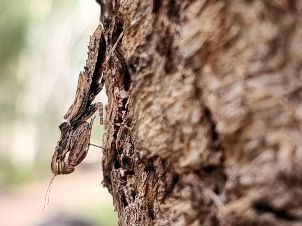 Spiny Bark Mantis (Gyromantis sp), Alice Springs Desert Park NT