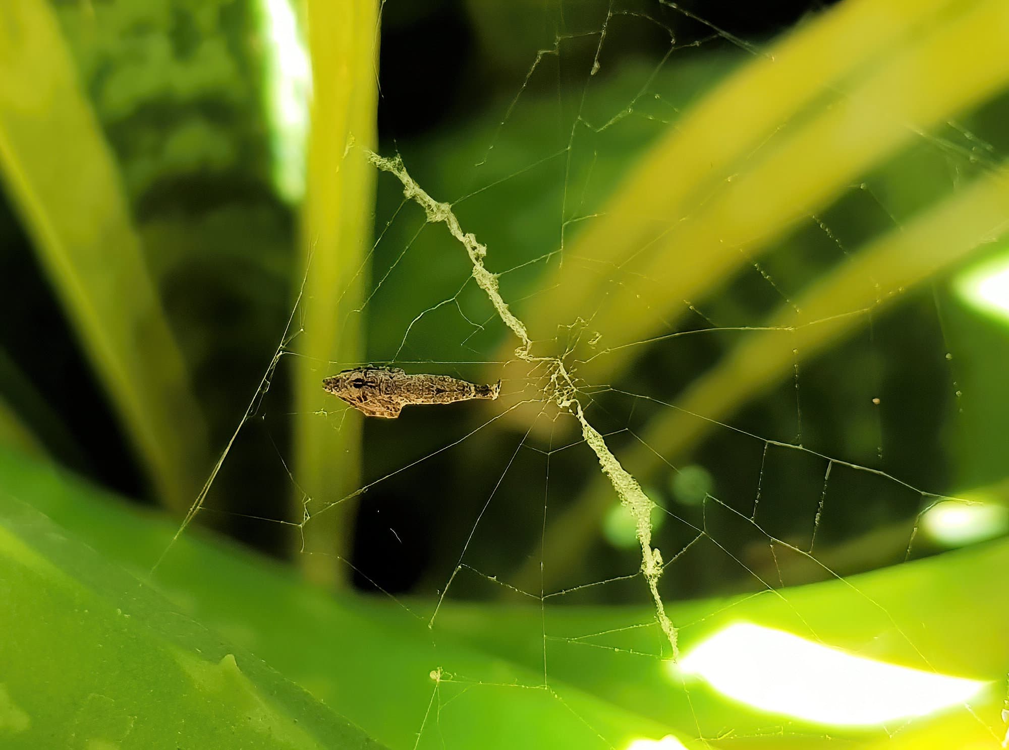 Hackled Orb-weaver (family Uloboridae), Alice Springs, NT