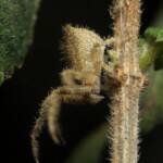 Hairy Crab Spider (Sidymella hirsuta), Brisbane QLD © Stefan Jones