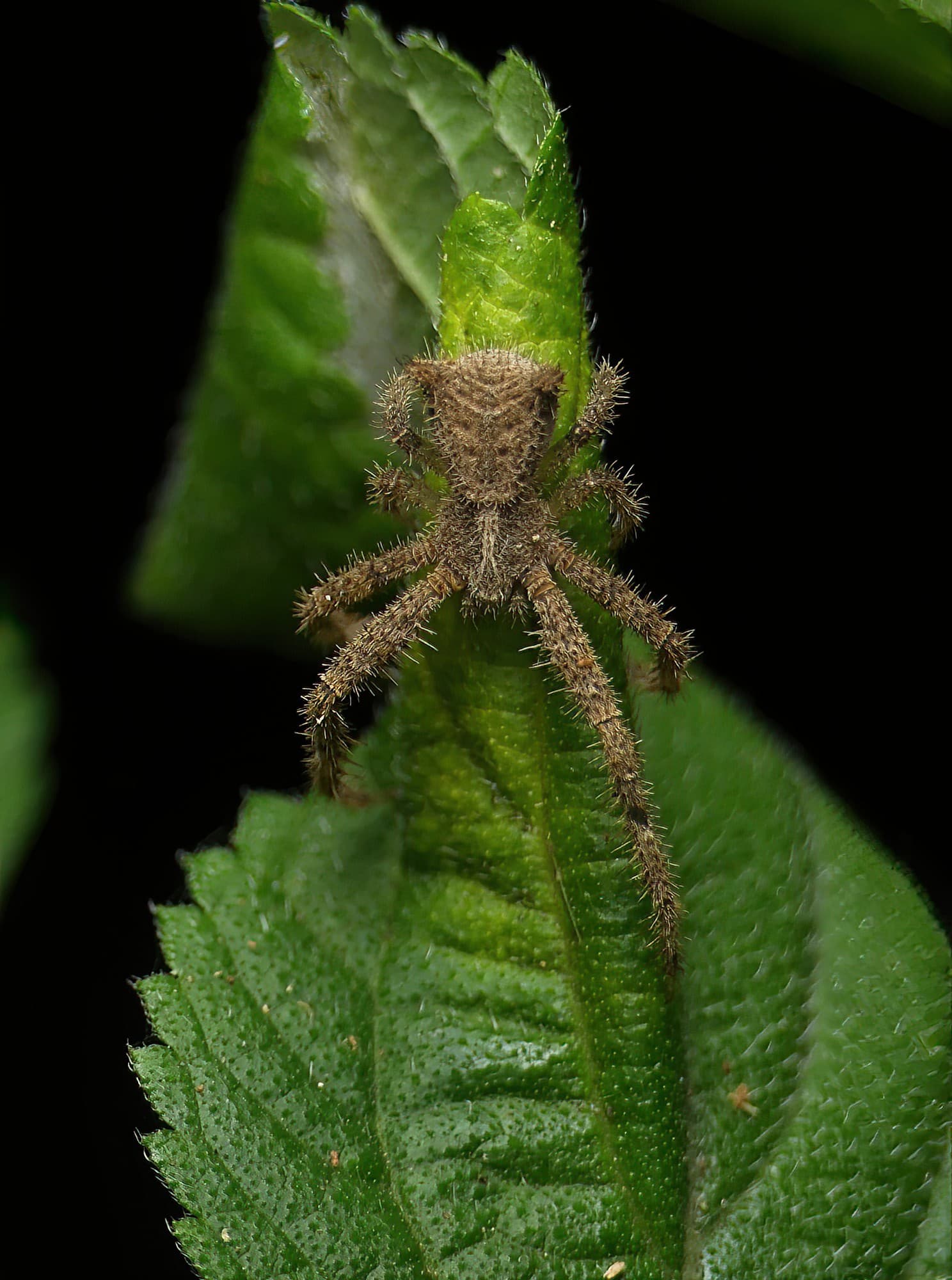 Sidymella hirsuta Ausemade
