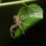 Hairy Crab Spider (Sidymella hirsuta), Brisbane QLD © Stefan Jones