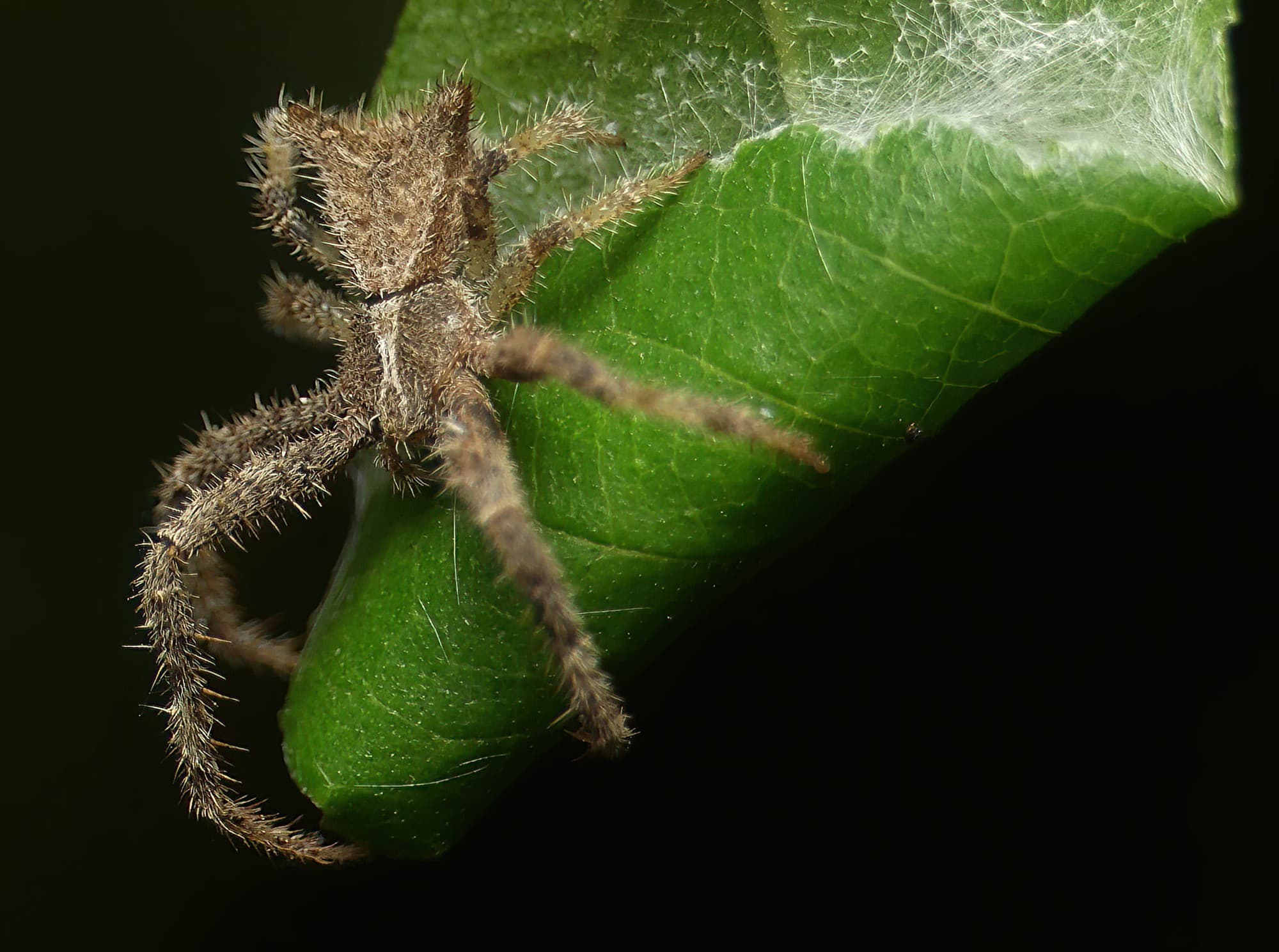 Sidymella hirsuta Ausemade
