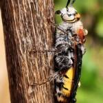 Yellow Hairy Flower Wasp (Radumeris radula), Alice Springs NT © Dorothy Latimer