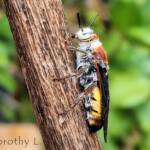 Yellow Hairy Flower Wasp (Radumeris radula)