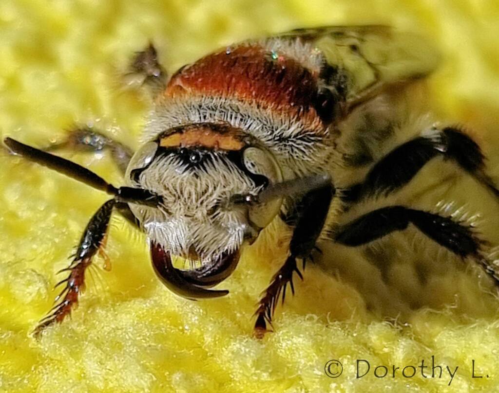 Yellow Hairy Flower Wasp (Radumeris radula)
