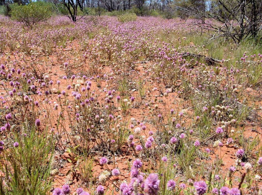 Mass flowering of Hairy Mulla Mulla (Ptilotus helipteroides), Owen Springs, NT