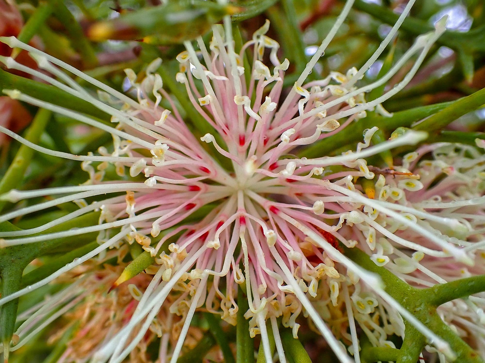 Hakea lasiocarpha, Southern WA © Terry Dunham