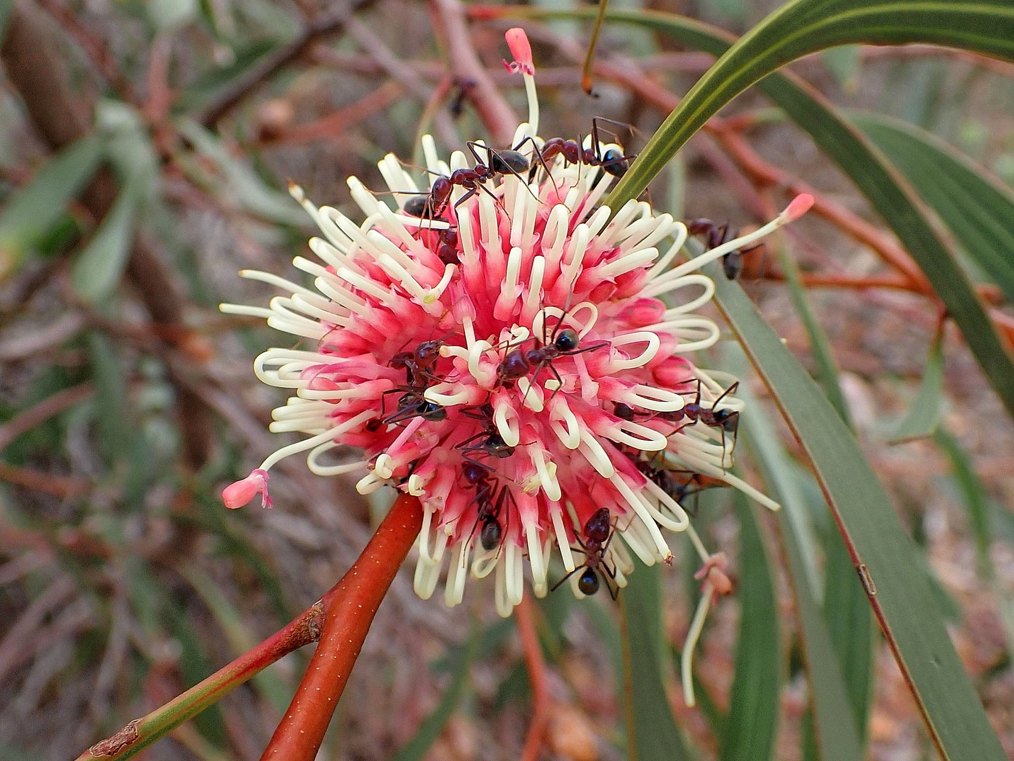 Hakea laurina with Iridomyrmex purpureus, Mindarabin WA © Terry Dunham