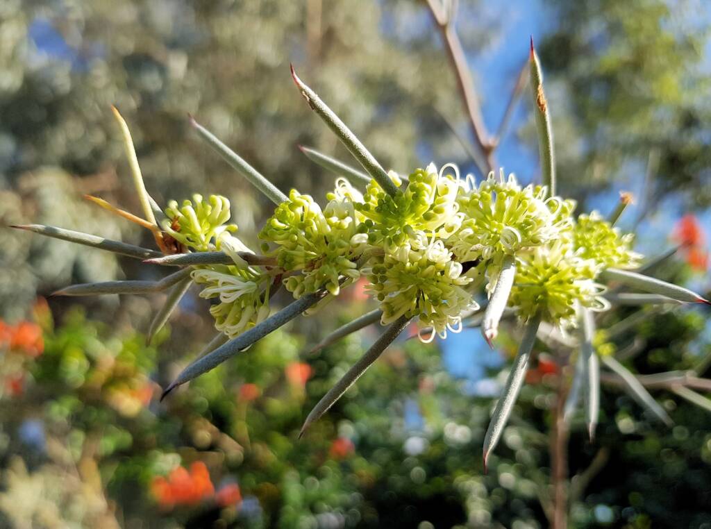 Needlewood (Hakea leucoptera), Alice Springs NT