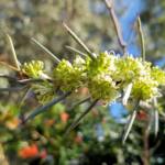 Needlewood (Hakea leucoptera), Alice Springs NT