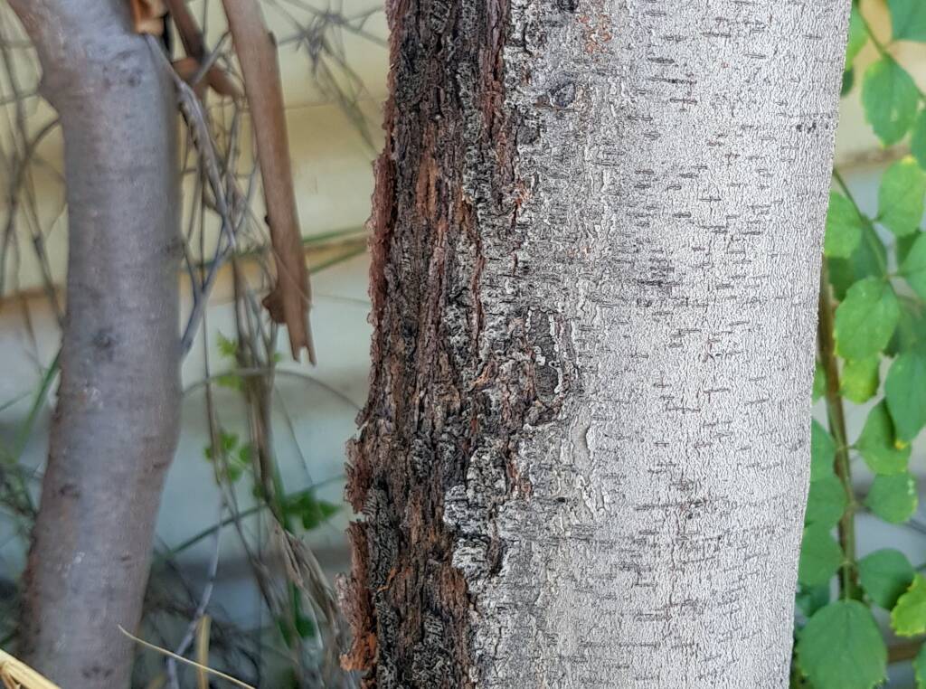 Needlewood bark (Hakea leucoptera), Alice Springs NT