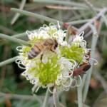 Needlewood (Hakea leucoptera) with European Honey Bee (Apis mellifera) and Soapberry Bug (Leptocoris sp), Alice Springs NT
