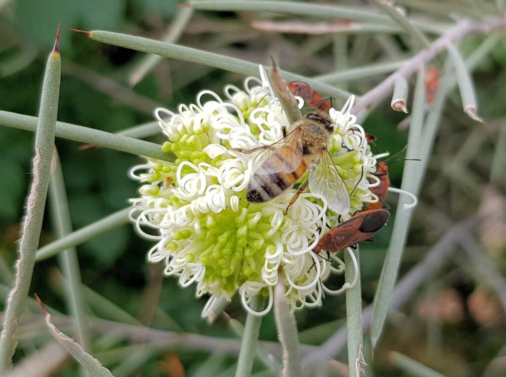 Needlewood (Hakea leucoptera) with European Honey Bee (Apis mellifera) and Soapberry Bug (Leptocoris sp), Alice Springs NT