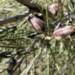 Needlewood (Hakea leucoptera), Olive Pink Botanic Garden Alice Springs NT