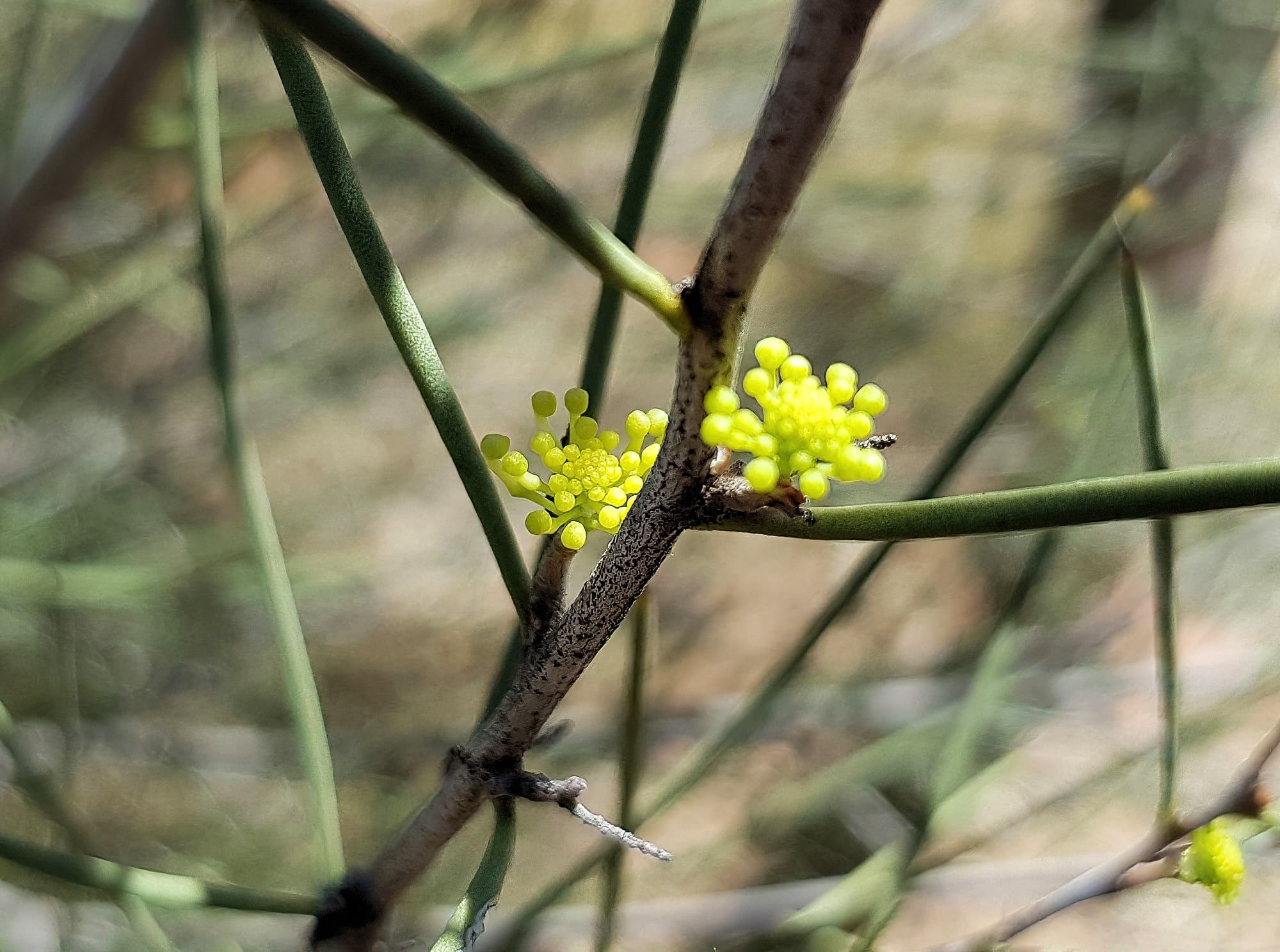 Needlewood (Hakea leucoptera), Olive Pink Botanic Garden Alice Springs NT