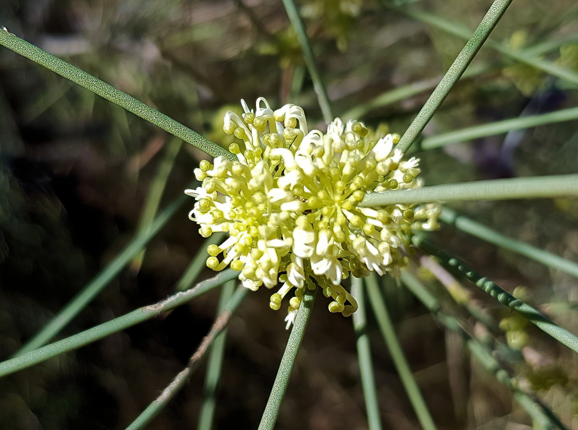 Needlewood (Hakea leucoptera), Olive Pink Botanic Garden Alice Springs NT