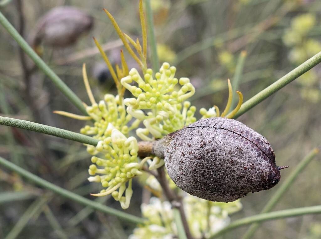 Needlewood and seed pod (Hakea leucoptera), Olive Pink Botanic Garden, Alice Springs NT