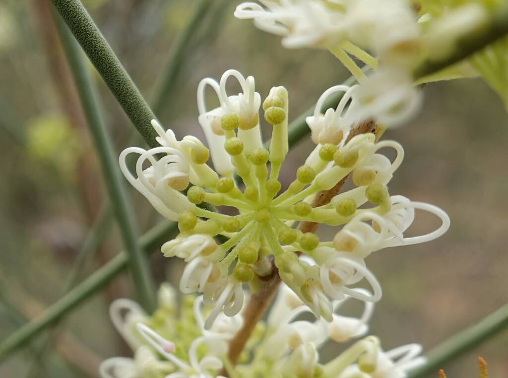 Needlewood (Hakea leucoptera), Olive Pink Botanic Garden, Alice Springs NT