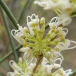 Needlewood (Hakea leucoptera), Olive Pink Botanic Garden, Alice Springs NT