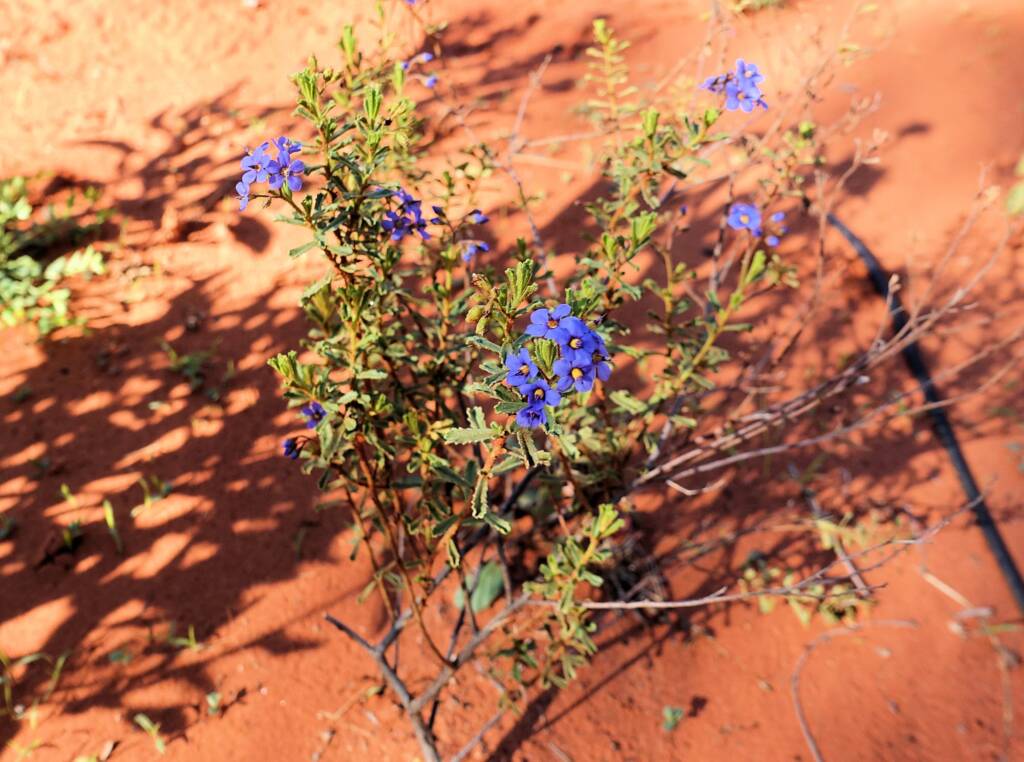Rough Halgania (Halgania cyanea), Alice Springs Desert Park, NT