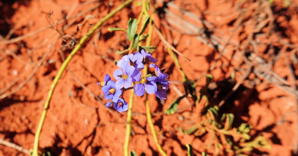 Rough Halgania (Halgania cyanea), Alice Springs Desert Park, NT