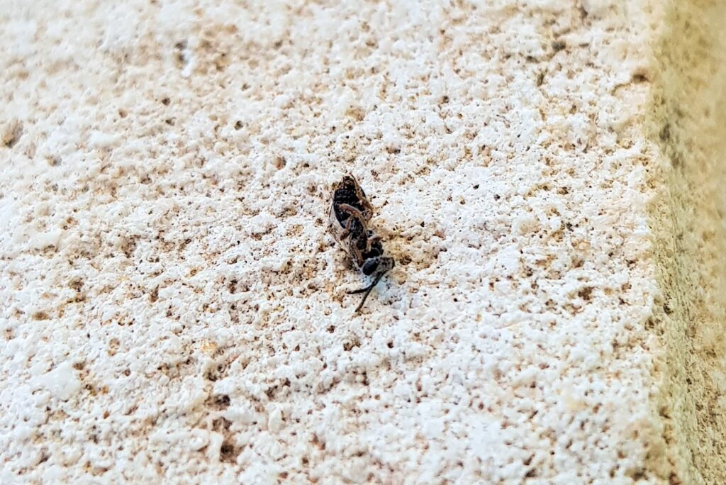 Deceased subgenus Homalictus, genus Lasioglossum, family Halictidae, Alice Springs NT