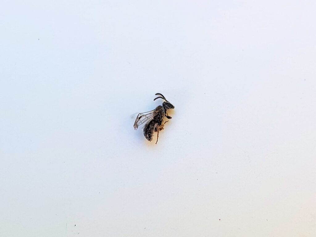 Deceased subgenus Homalictus, genus Lasioglossum, family Halictidae, Alice Springs NT