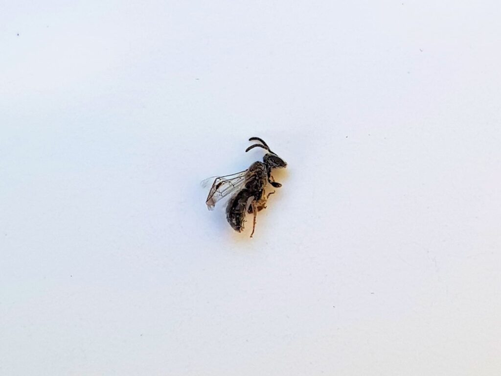 Deceased subgenus Homalictus, genus Lasioglossum, family Halictidae, Alice Springs NT