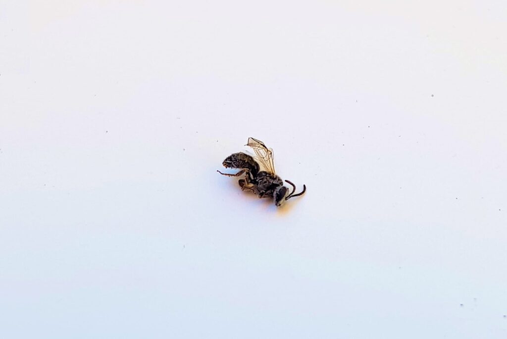 Deceased subgenus Homalictus, genus Lasioglossum, family Halictidae, Alice Springs NT