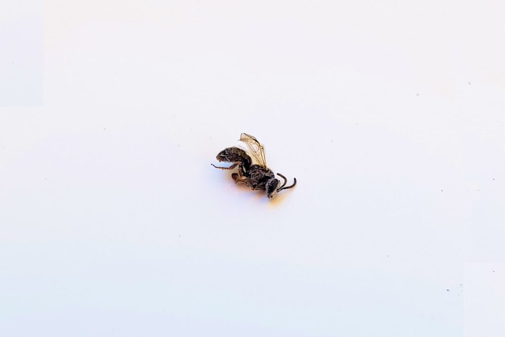 Deceased subgenus Homalictus, genus Lasioglossum, family Halictidae, Alice Springs NT