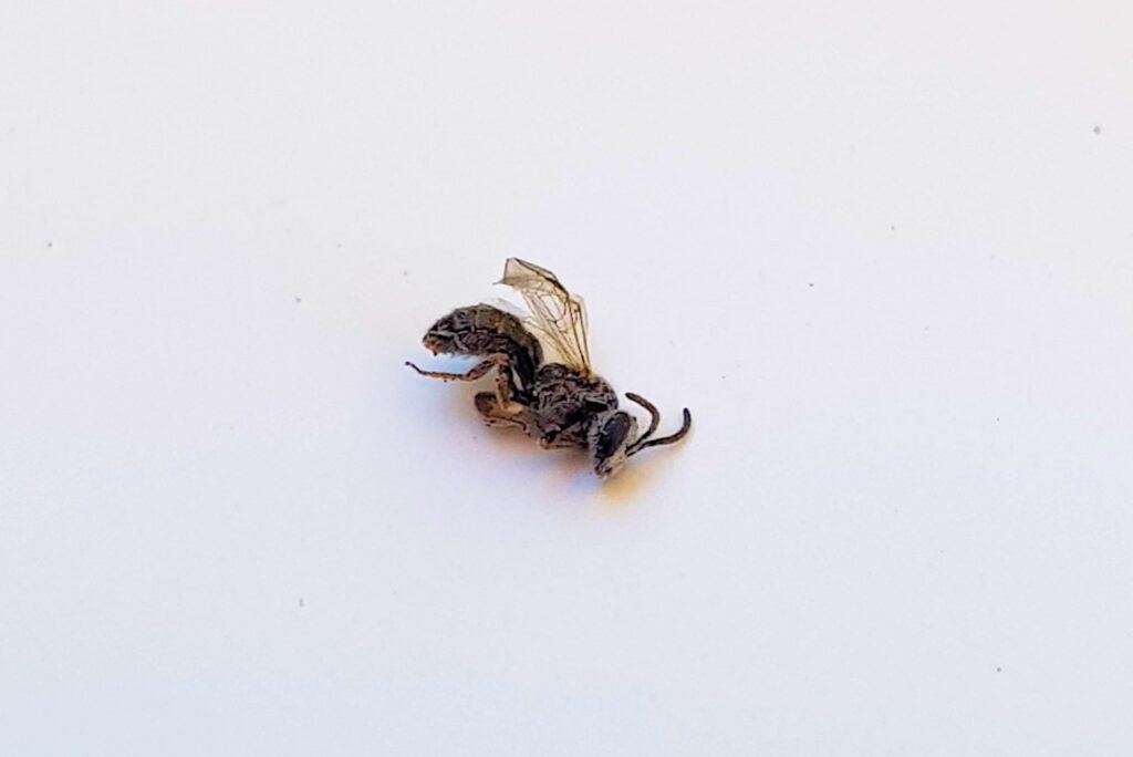 Deceased subgenus Homalictus, genus Lasioglossum, family Halictidae, Alice Springs NT