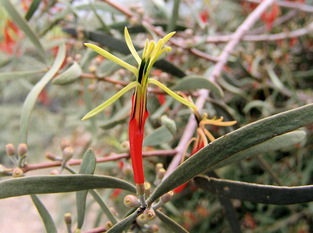 Harelequin Mistletoe (Lysiana exocarpi)