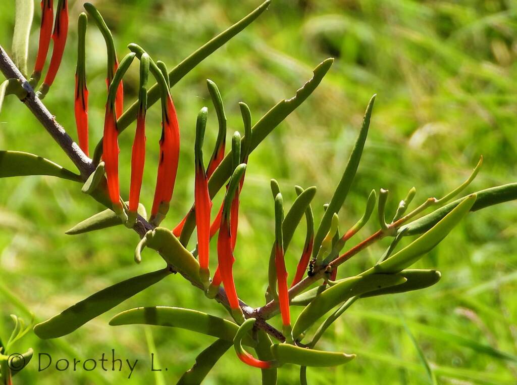 Harlequin Mistletoe (Lysiana exocarpi), Central Australia