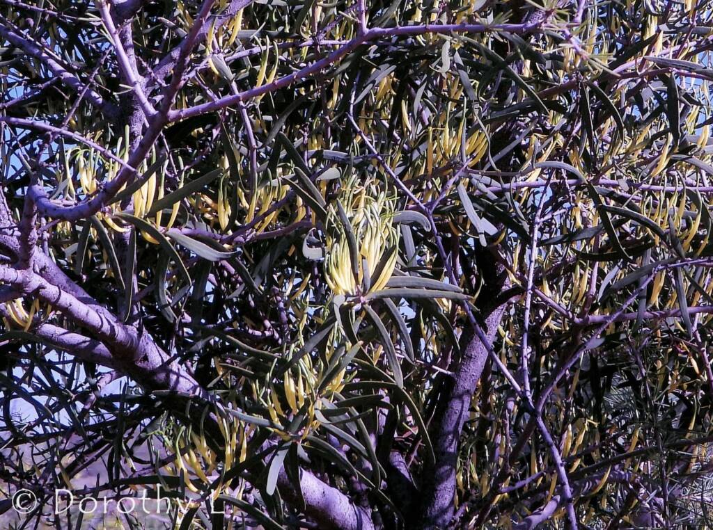 Harlequin Mistletoe Yellow Form (Lysiana exocarpi ssp. exocarpi), Central Australia