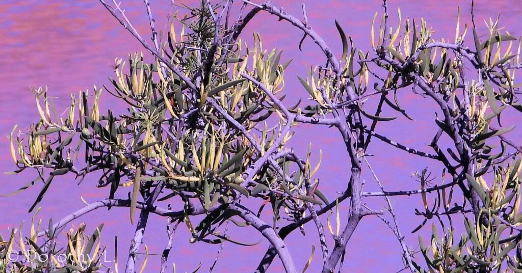 Harlequin Mistletoe Yellow Form (Lysiana exocarpi ssp. exocarpi), Central Australia