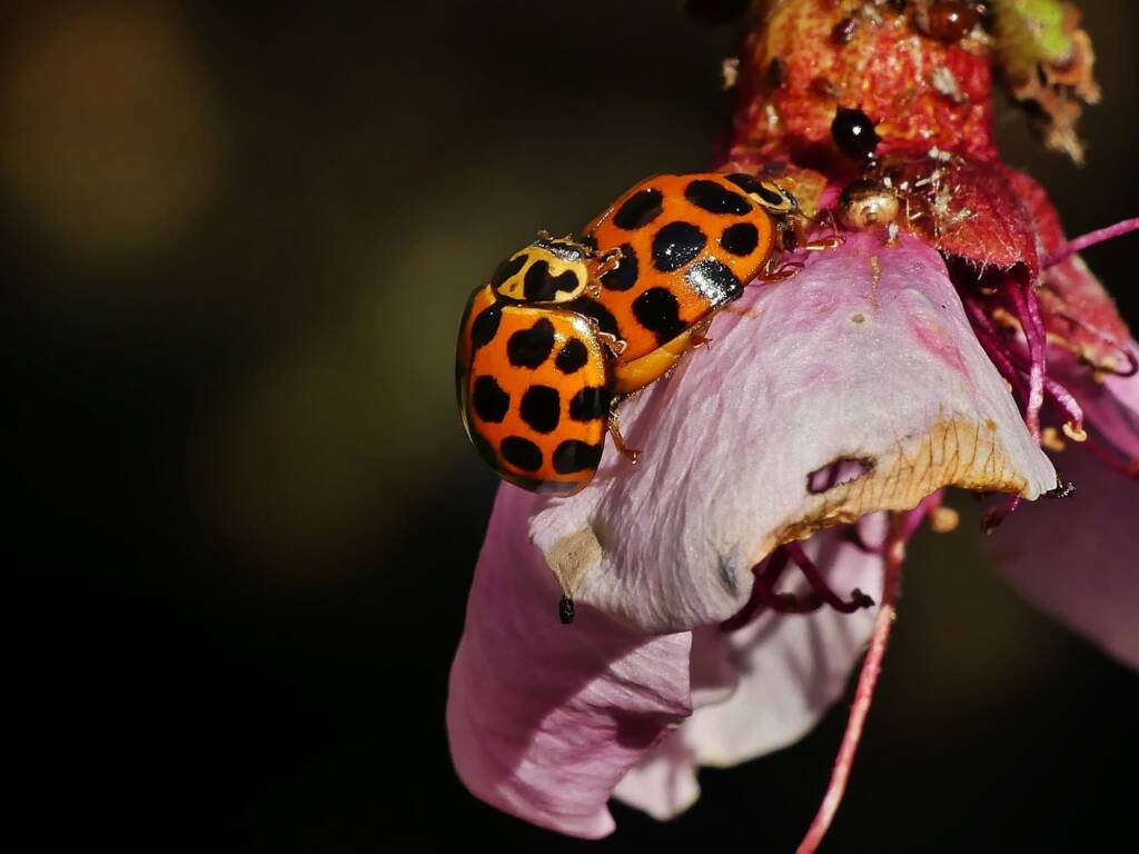 Large Spotted Ladybird (Harmonia conformis), Hawthorndene SA © Marianne Broug