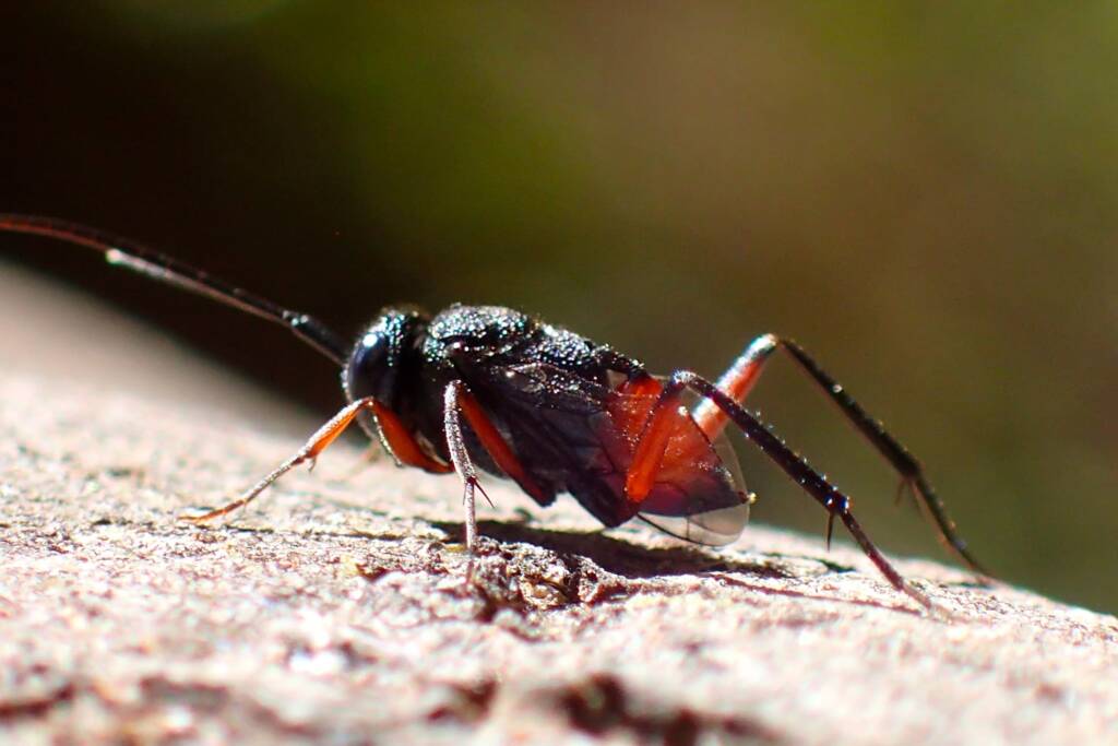 Hatchet Wasp (family Evaniidae, genus Szepligetiella), Geraldton, Midwest WA © Gary Taylor