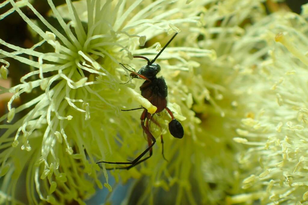 Hatchet Wasp (Szepligetiella sp), Geraldton, Midwest WA © Gary Taylor