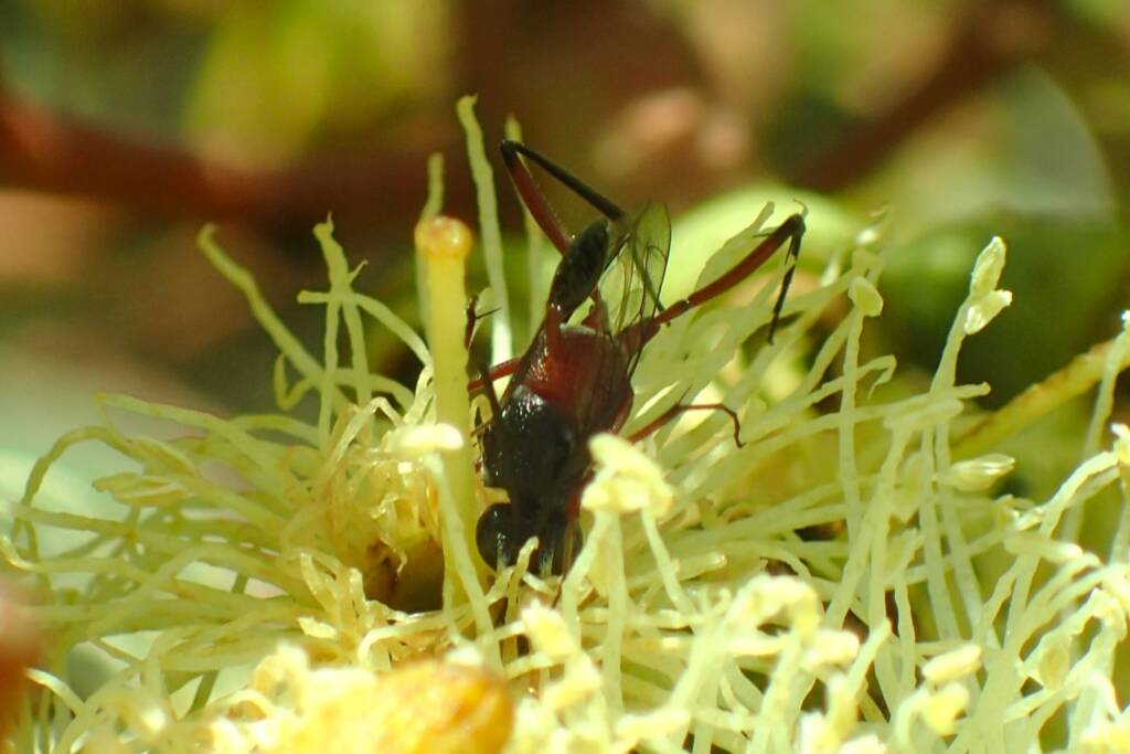 Hatchet Wasp (Szepligetiella sp), Geraldton, Midwest WA © Gary Taylor